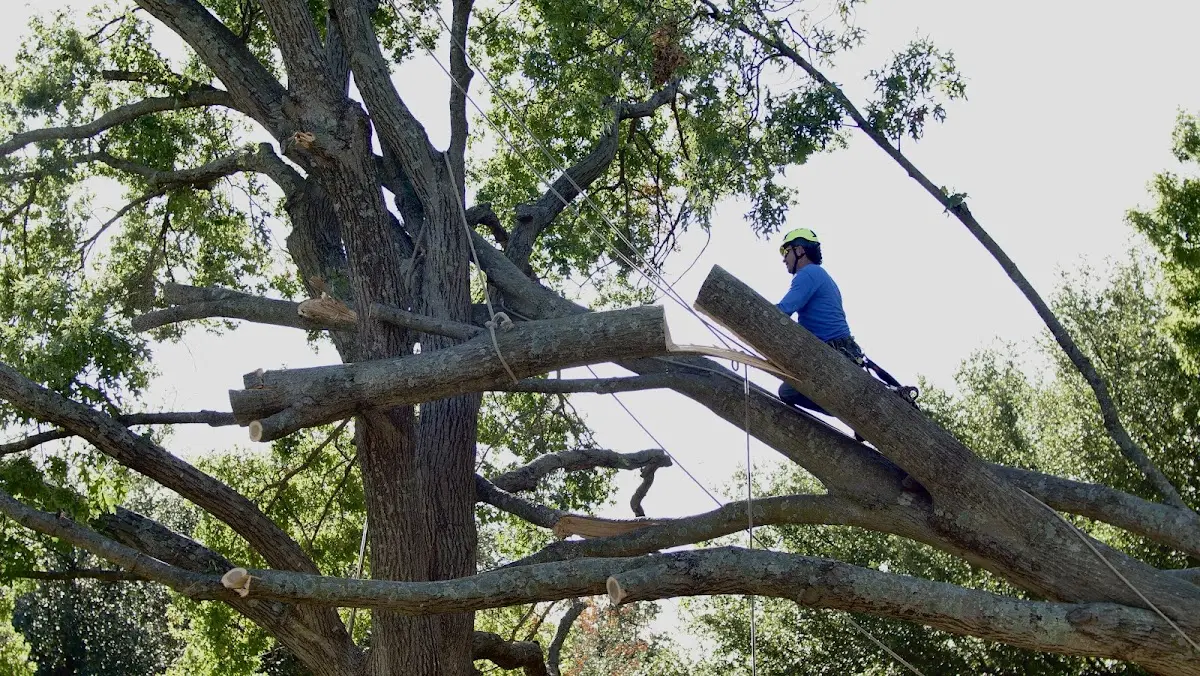Professional Hazardous Tree Removal performed by certified arborists in Balfour